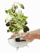 Lettuce being washed