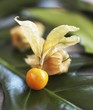 Cape gooseberry on a leaf (close up)