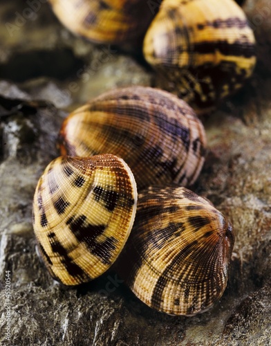 Photo: Carpet shell clams on a rock Carpet shell clams on a rock