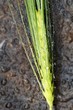 Water drops on an ear of barley