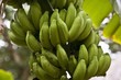 Green Bananas on the Tree