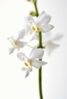 White orchids