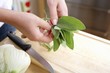 Hands holding fresh sage leaves