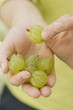 Hands holding fresh gooseberries