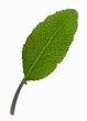Sage leaf