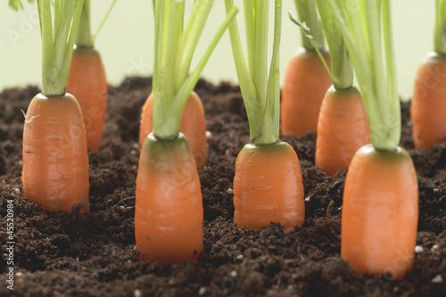 Photo: Carrots in soil Carrots in soil