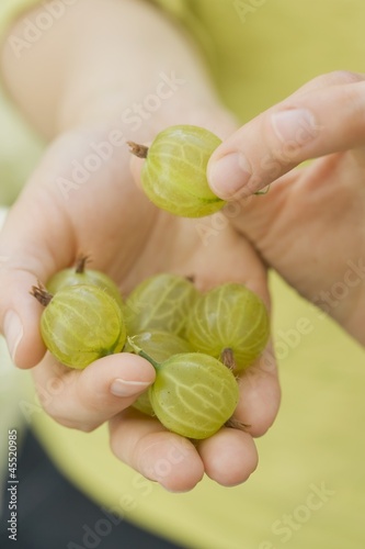Photo: Hands holding fresh gooseberries Hands holding fresh gooseberries