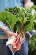 Someone holding a bunch of fresh chard leaves