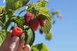 Raspberries being picked