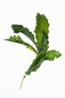 Kale leaves