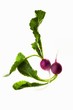 Two radishes
