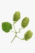 Hops shoots and a leaf