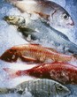 Five different fish on crushed ice