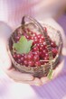 Woman holding small basket of redcurrants
