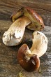 Two fresh porcini mushroom on a wooden surface