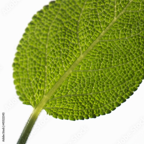Photo: Sage leaf (close-up) Sage leaf (close-up)
