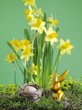 Gold Easter Bunny in front of narcissi