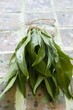 A bunch of fresh ramsons (wild garlic) leaves
