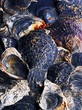 Oyster shells