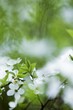 Plum blossom on branch