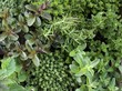 Various herbs in pots, full-frame