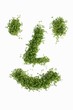 Face in cress