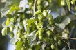 Hop plant with buds (Humulus lupos)