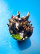 Goose neck barnacles in a bowl