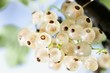 White currants (close-up)
