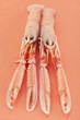 Two crayfish