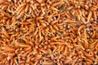 Foto: Ends of Fresh Carrots Ends of Fresh Carrots