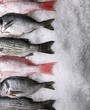 Assorted Whole Fresh Fish on Ice