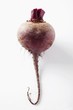 A beetroot