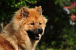 Eurasier, rot
