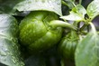 Green pepper on plant