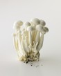 Fresh Bunch of White Beech Mushrooms; White Background