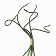 Garlic Scapes Ties with Twine on a White Background