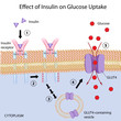 Effect of Insulin on glucose uptake, eps8