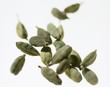 Lots of green cardamom seeds