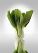 Pak choi