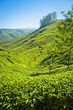 A tea plantation in Munnar, Kerala, India