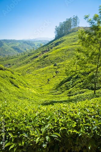 Photo: A tea plantation in Munnar, Kerala, India A tea plantation in Munnar, Kerala, India