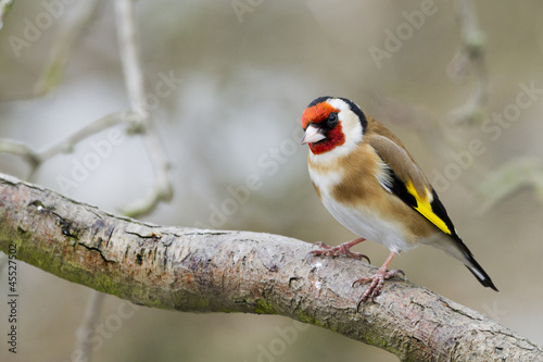 Photo: Goldfinch (Carduelis-carduelis) Goldfinch (Carduelis-carduelis)