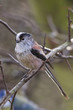 Long-tailed Tit (Aegithalos caudatus)