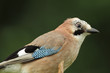 Eichelhäher (Garrulus glandarius)
