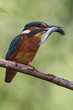 Eisvogel (Alcedo atthis)