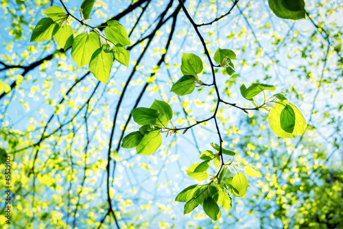 Photo: Blätter Blätter