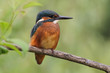 Eisvogel (Alcedo atthis)