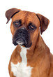 Photo: Beautiful Boxer dog Beautiful Boxer dog