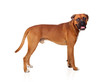 Photo: Beautiful Boxer dog Beautiful Boxer dog